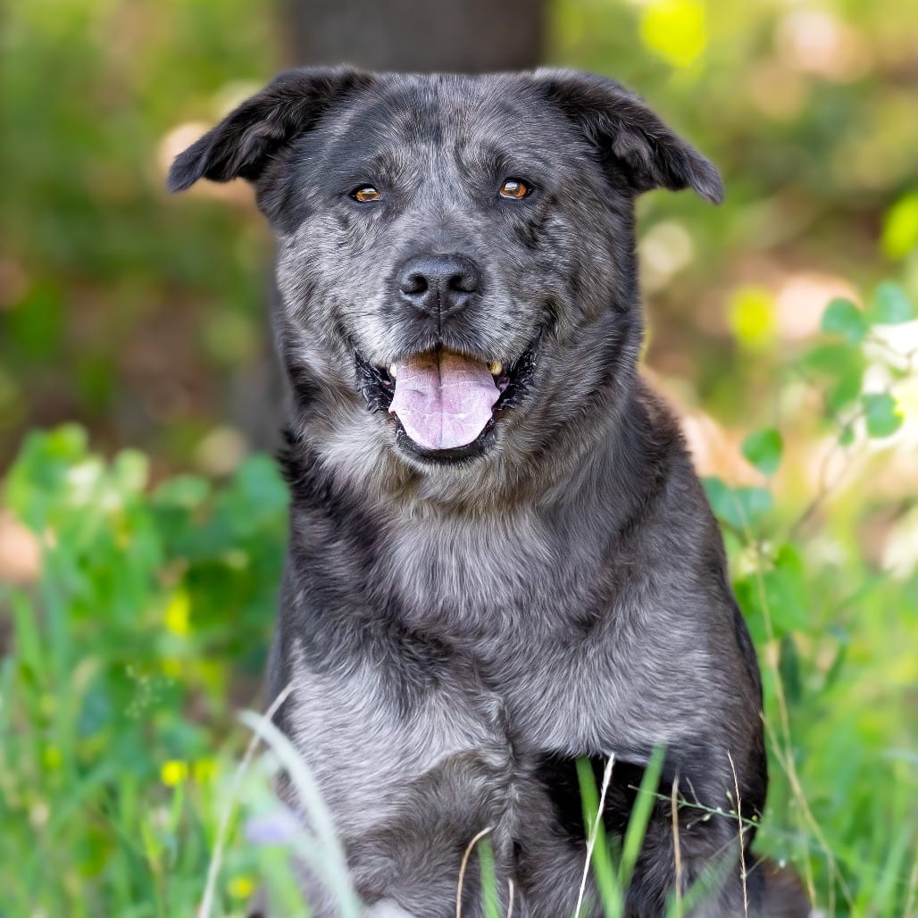 Photo of Houston, adoptable Catahoula Leopard Dog / Mix in Weatherford, Texas