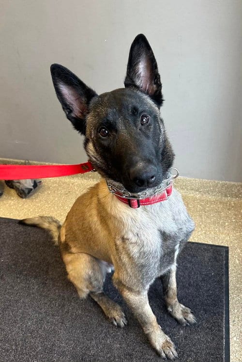Photo of Beau - Located in LA, adoptable Belgian Shepherd Malinois in Imlay City, Michigan