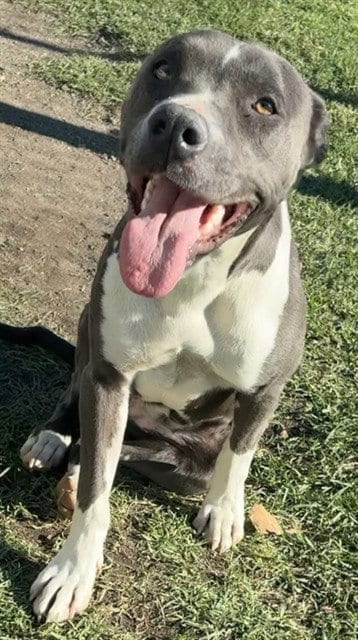 Photo of Tami, adoptable Pit Bull Terrier in San Bernardino, California