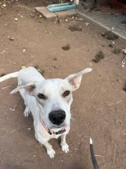 Photo of Didi, adoptable Unknown breed (short coat) in Fort Collins, Colorado