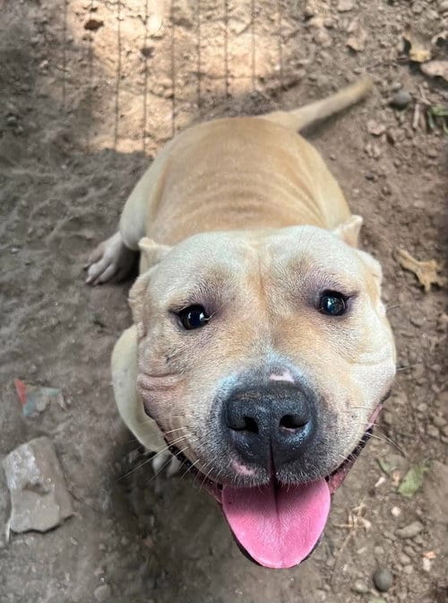 Photo of Starla, adoptable Pit Bull Terrier in Hillsboro, New Hampshire