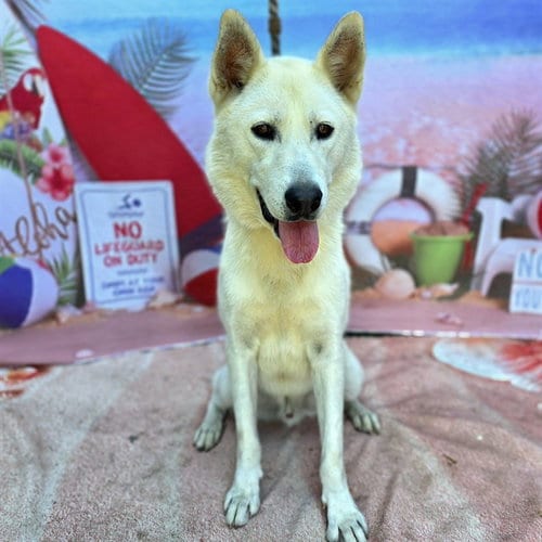 Photo of Jeremiah, adoptable Siberian Husky in Long Beach, California