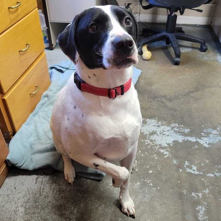 Photo of Ares Office, adoptable Retriever, Black Labrador / Pointer in Union, Missouri