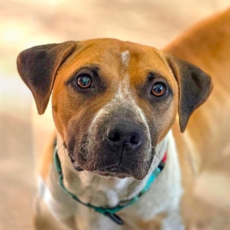 Photo of Lottie, adoptable Terrier / Mixed Breed (Medium) in Chapel Hill, North Carolina