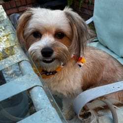 Photo of Sammy, adoptable Maltese Yorkie, Yorkshire Terrier in Winchester, Virginia