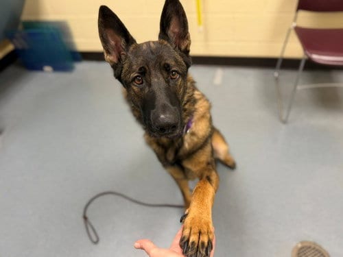 Photo of Max, adoptable German Shepherd Dog in Denver, Colorado