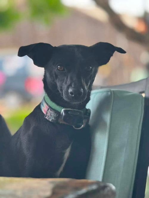 Photo of Morticia, adoptable Terrier in Turlock, California