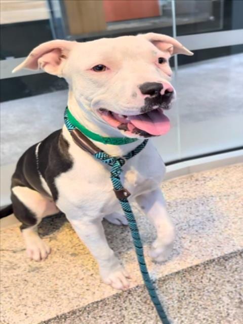 Photo of Nancy, adoptable Pit Bull Terrier in Los Angeles, California