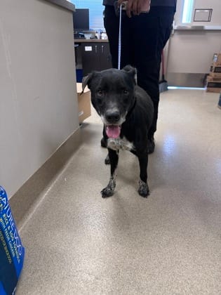 Photo of Jethro, adoptable Retriever, Labrador/Mix