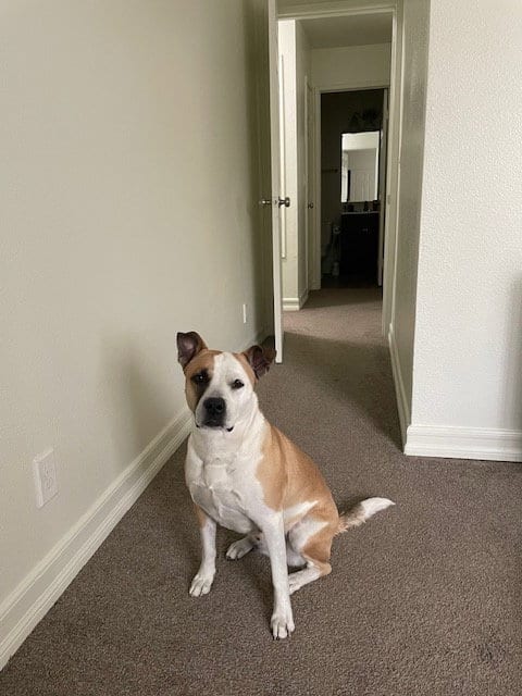 Photo of Daisy, adoptable Boxer in Dana Point, California