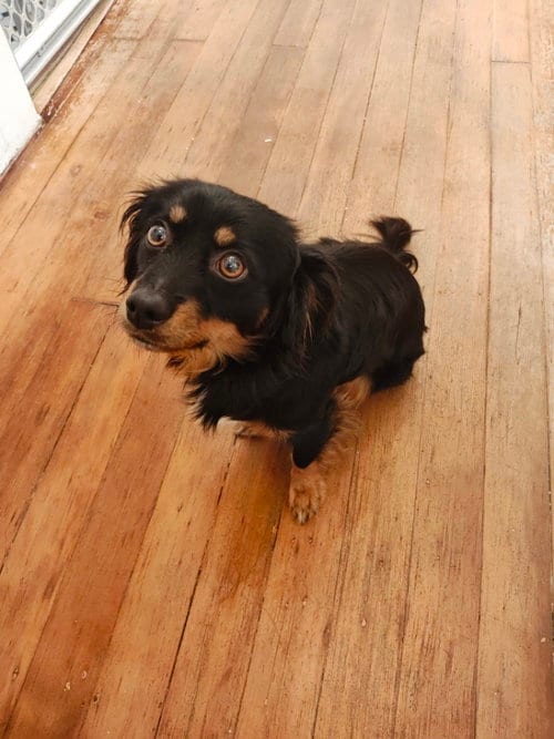 Photo of Casper, adoptable Tibetan Spaniel in San Francisco, California