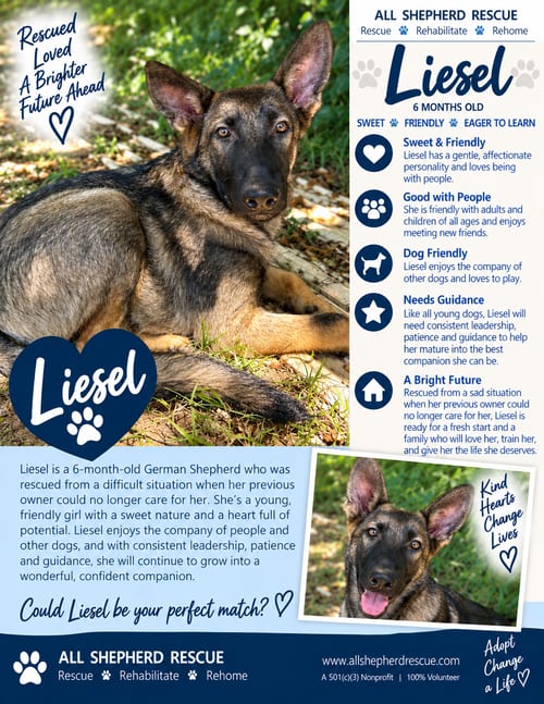 Photo of Liesel, adoptable German Shepherd Dog in Baltimore, Maryland