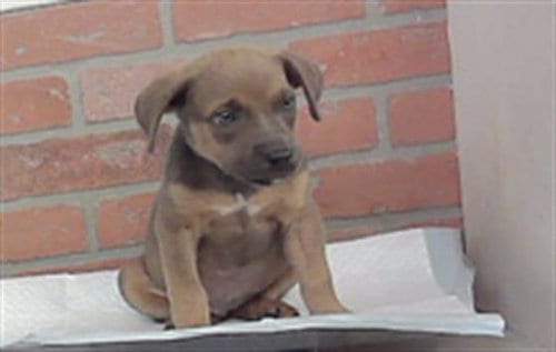 Photo of A2099524, adoptable Staffordshire Bull Terrier in Houston, Texas