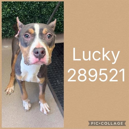 Photo of Lucky, adoptable Pit Bull Terrier in Macon, Georgia