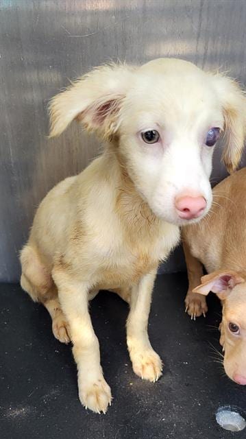 Photo of Milo, adoptable Chihuahua in San Antonio, Texas