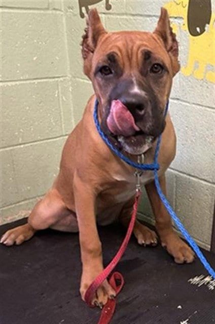 Photo of Annie, adoptable Cane Corso Mastiff in Sacramento, California