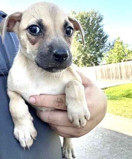 Photo of A661932, adoptable Labrador Retriever in Houston, Texas
