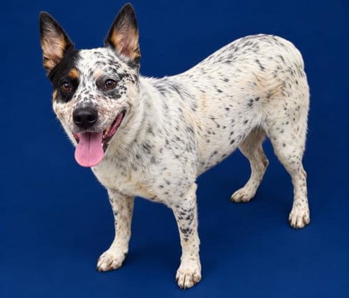 Photo of Banjo, adoptable Australian Cattle Dog/Blue Heeler in HESPERIA, California