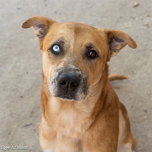 Photo of Tiger, adoptable German Shepherd Dog in Sacramento, California
