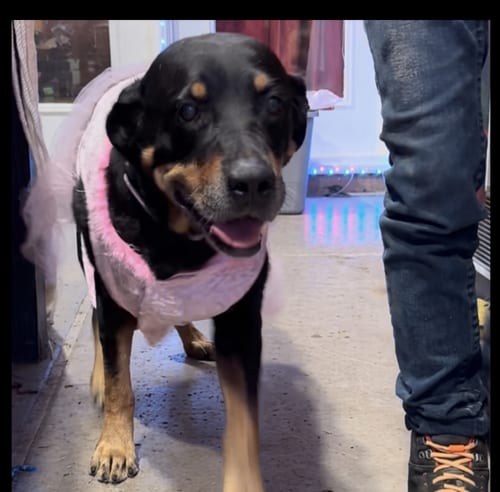 Photo of Oakley, adoptable Rottweiler in Gilbert, Arizona