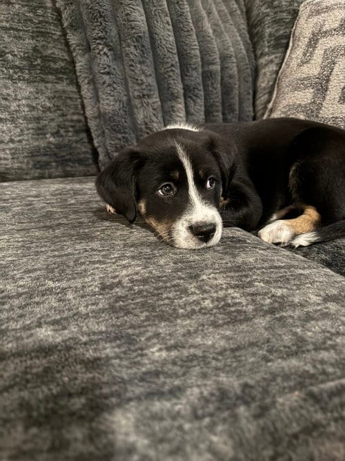 Photo of Maverick, adoptable Border Collie in OKLAHOMA CITY, Oklahoma
