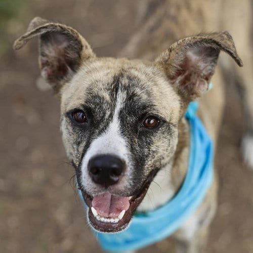 Photo of Summer, adoptable American Staffordshire Terrier in San Antonio, Texas