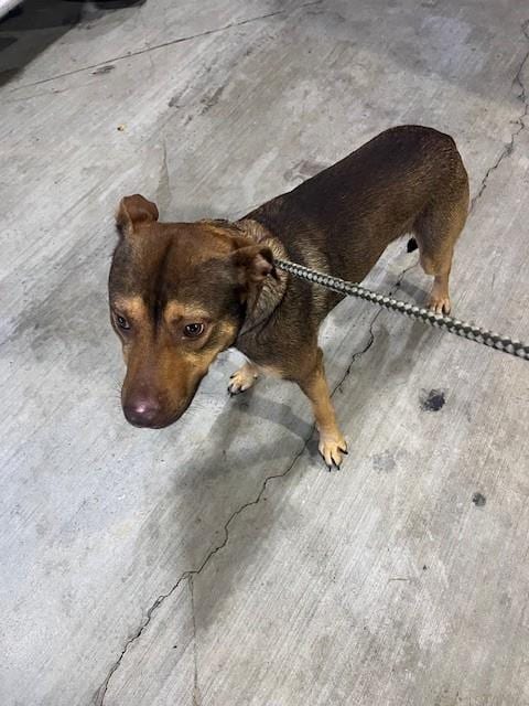 Photo of Tango, adoptable Terrier in Miami, Florida