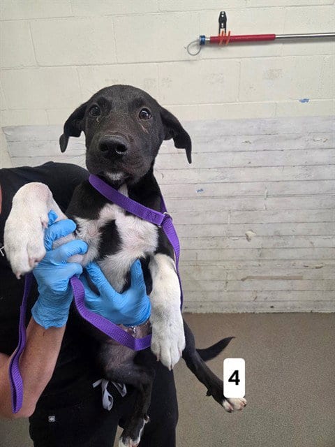 Photo of Luuke, adoptable Pit Bull Terrier in San Bernardino, California
