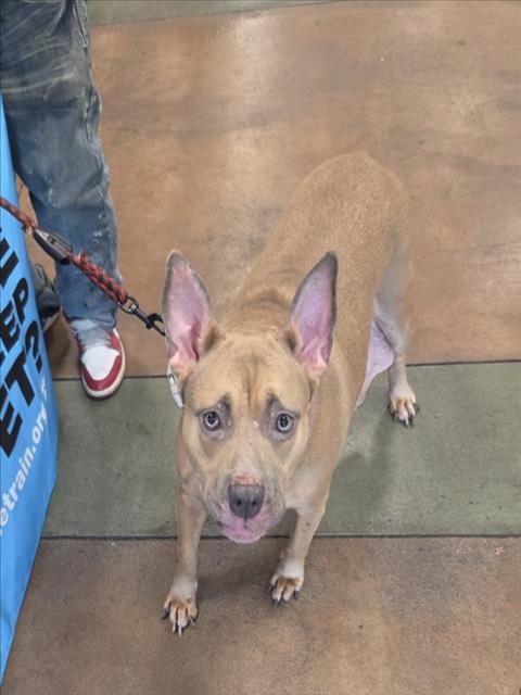Photo of Chaka, adoptable Pit Bull Terrier in Van Nuys, California