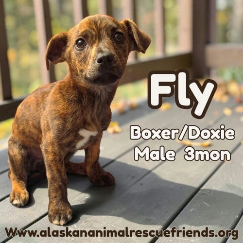 Photo of Fly, adoptable Dachshund in Anchorage, Alaska