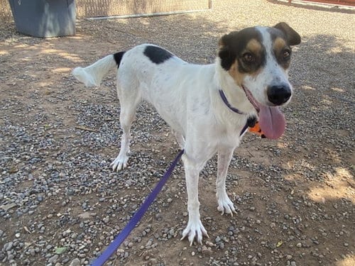 Photo of Charming, adoptable Australian Cattle Dog/Blue Heeler in Phoenix, Arizona