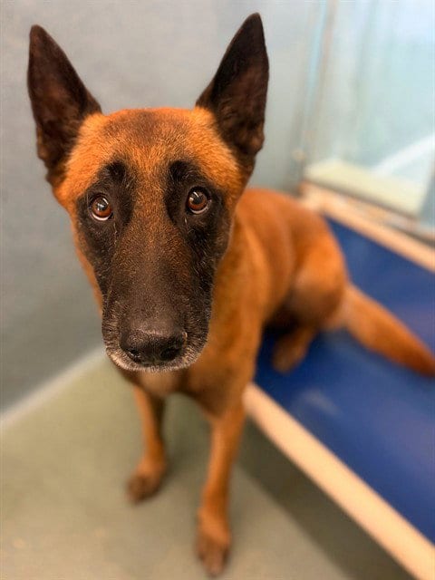 Photo of Chase, adoptable Belgian Shepherd Malinois in Agoura, California