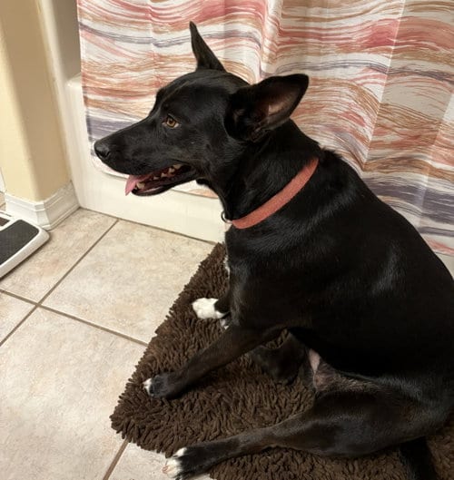 Photo of Dina, adoptable Dutch Shepherd in Palatka, Florida