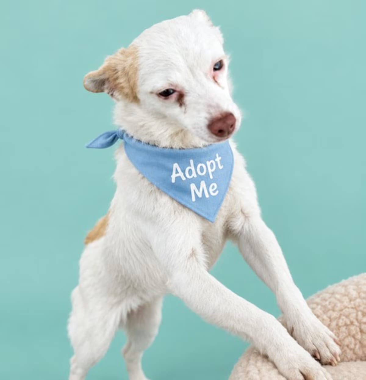 Photo of Mickey, adoptable Jack Russell Terrier Terrier (Unknown Type, Medium) in Los Angeles, California