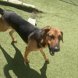 Photo of Palmer 8341, adoptable Rhodesian Ridgeback in Loxahatchee, Florida