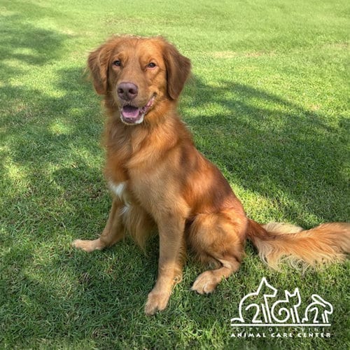 Photo of Rusty, adoptable Golden Retriever in Irvine, California
