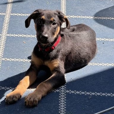 Photo of Groovy, adoptable Collie / Shepherd in South Elgin, Illinois