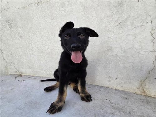 Photo of Luffy, adoptable Belgian Shepherd Malinois in Tracy, California