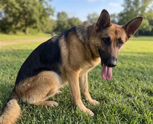 Photo of Flora, adoptable German Shepherd Dog in San Pedro, California