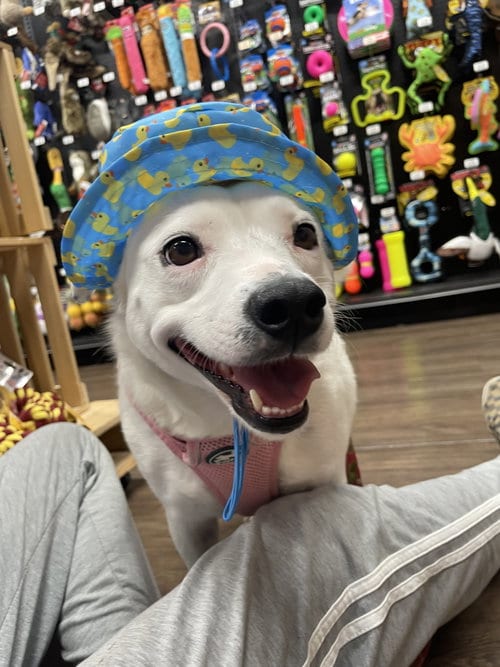 Photo of Jasmine, adoptable Yellow Labrador Retriever in Gun Barrel City, Texas