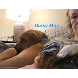 Photo of Daisy May, adoptable Hound (Unknown Type) Labrador Retriever in Medfield, Massachusetts