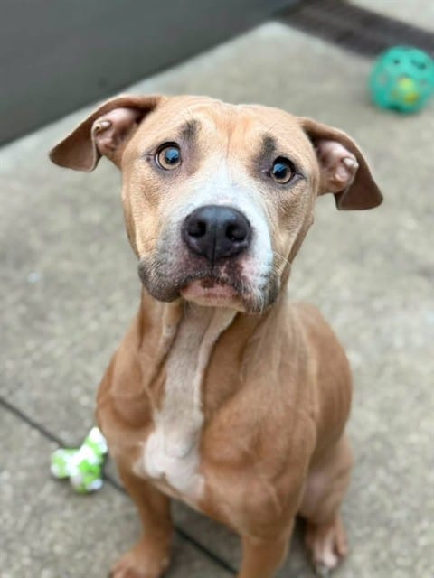 Photo of Topeka, adoptable American Pit Bull Terrier in Chicago, Illinois