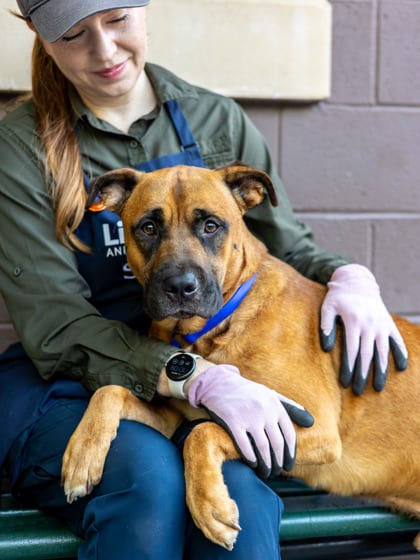 Photo of Titus, adoptable dog in Chamblee, Georgia