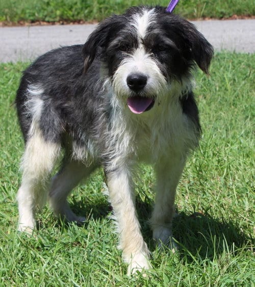 Photo of Skipper 44367, adoptable Terrier in Prattville, Alabama