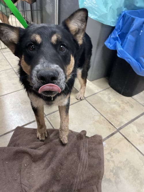 Photo of Skeeter, adoptable Border Collie in El Centro, California