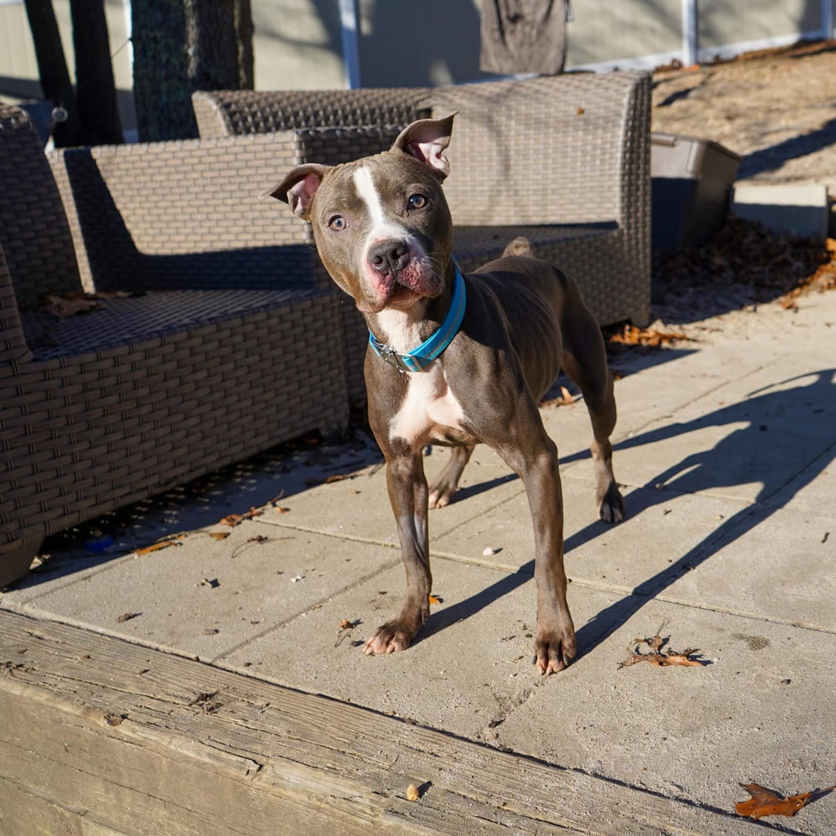 Photo of Lena, adoptable American Pit Bull Terrier in Brooklyn, New York