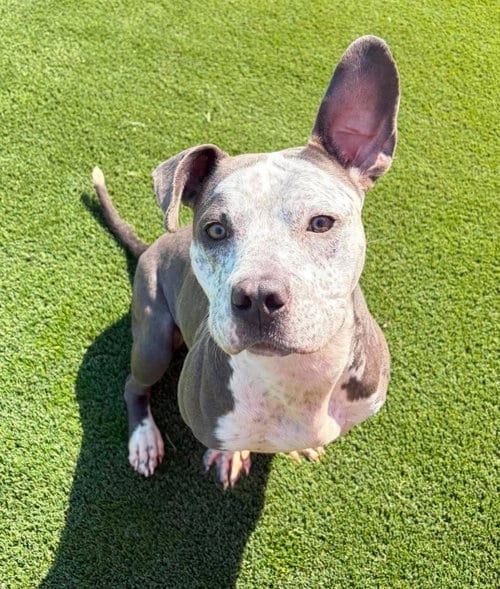 Photo of Shadow, adoptable Bulldog in Rockwall, Texas