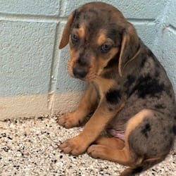Photo of Ember 5325, adoptable Catahoula Leopard Dog Mixed Breed (Medium) in Loxahatchee, Florida