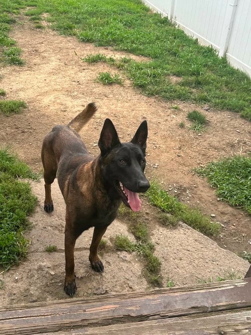 Photo of Xander - Located in New Jersey, adoptable Belgian Shepherd Malinois in Imlay City, Michigan