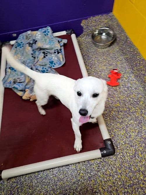 Photo of Ranch, adoptable Dachshund in Metairie, Louisiana